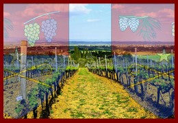 Bordeaux - Le Vin de Pessac-Léognan